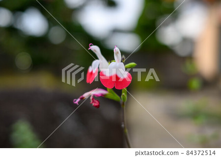 Cherry sage 7 84372514