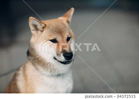 Shiba Inu pet japanese national dog oudoors 84372515