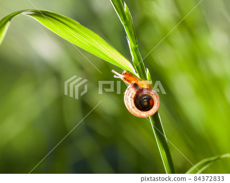 Snail on meadow Snail on meadow 84372833