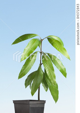 Growing tree. Ripe green foliage. 84372843