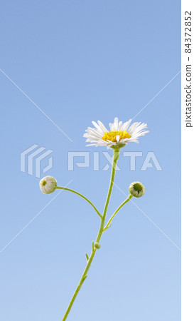 Daisy Fleabane Daisy Fleabane 84372852