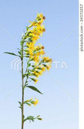 Blooming solidago 84372857