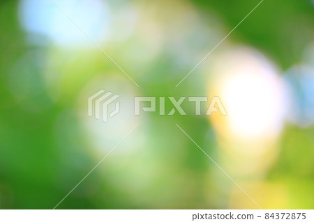blurry image of fresh green foliage in the forest . blurry image of fresh green foliage in the forest . 84372875