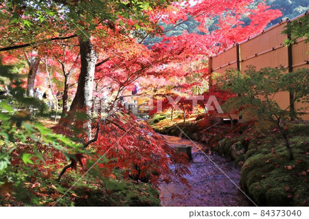 Autumn leaves at Eikando, Kyoto Autumn leaves at Eikando, Kyoto 84373040
