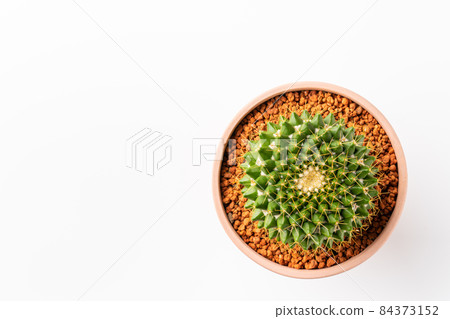 Cactus 84373152
