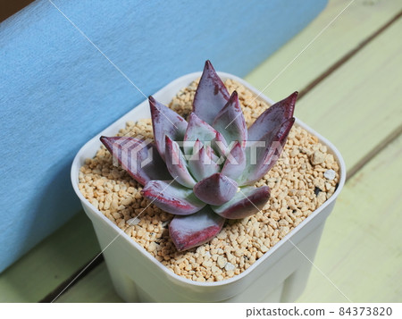 多肉植物野生花 84373820