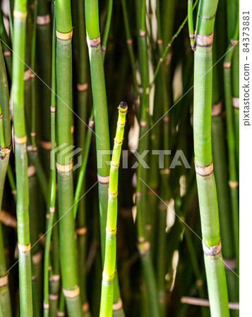 Horsetail that grows straight 84373881