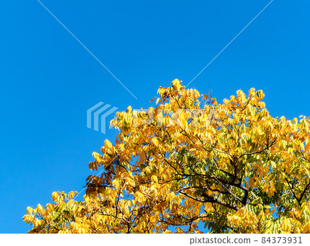 Autumn scenery: Yellow leaves that shine in the blue sky 84373931