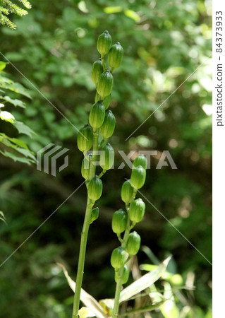 Fruit ears filled with cardiocrinum seeds, Omayuri, Ezobayuri Fruit ears filled with cardiocrinum seeds, Omayuri, Ezobayuri 84373933