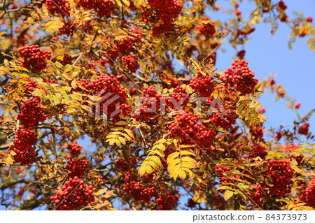 Branches of autumn rowan or mountain ash with bright red berries 84373973
