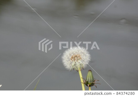 Dandelions growing on the water's edge 84374280