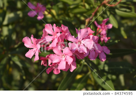 Common oleander 84374595