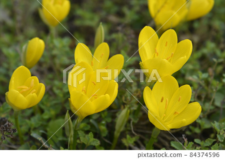 Winter daffodil 84374596