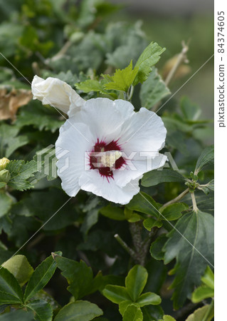 Rose Of Sharon 84374605
