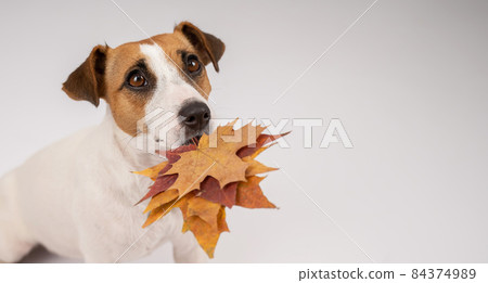 The dog is holding a bunch of maple leaves on a white background. 84374989