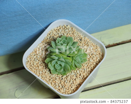 多肉植物 Humilis 84375237