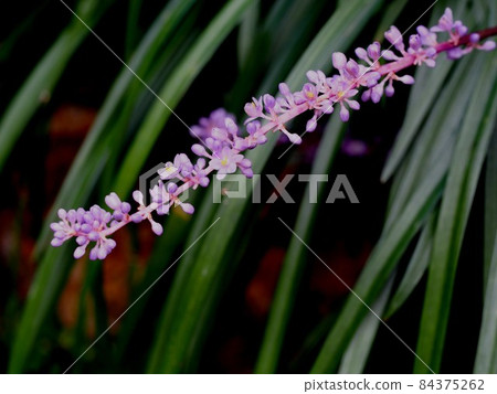 Light purple lily turf flowers (bush orchid flowers and buds) Light purple lily turf flowers (bush orchid flowers and buds) 84375262