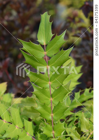 Oregon grape Charity 84375399