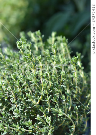 Faustini thyme 84375418