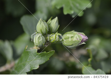 Rose Of Sharon 84375419