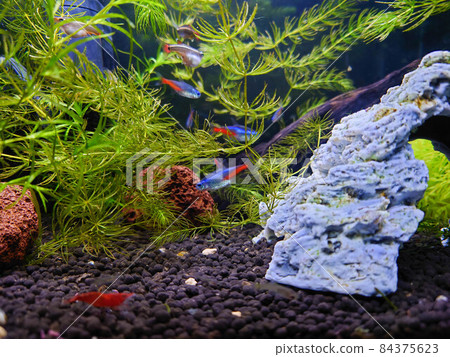 Tropical fish tank landscape Tropical fish tank landscape 84375623