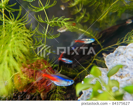 Neon Tetra Up Neon Tetra Up 84375627