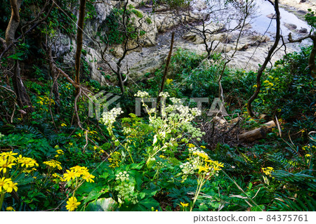 Cliff road leading to Arasaki Park "Sunset Hill" (Arasaki Coast, Yokosuka City, Kanagawa Prefecture) Cliff road leading to Arasaki Park "Sunset Hill" (Arasaki Coast, Yokosuka City, Kanagawa Prefecture) 84375761