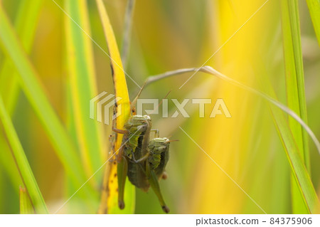 Mating of locusts Mating of locusts 84375906