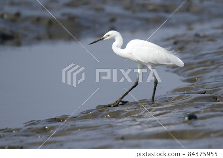 Arao City Oshima Fishing Port Little Egret, 84375955