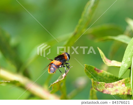 Ohanaab 棲息在一片葉子上，抬起一條左腿 84376021