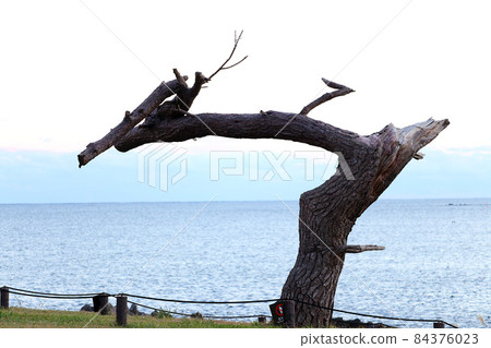 岩崎“流之松”宮城縣氣仙沼市 84376023