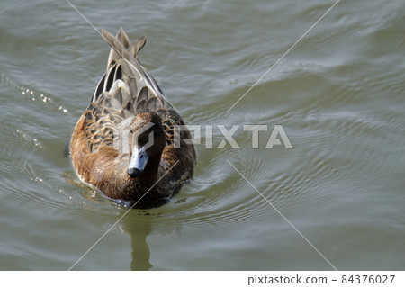 Arao City Oshima Fishing Port Wigeon, 84376027