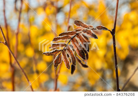 The frozen leaves of rowan at sunny autumn morning 84376208