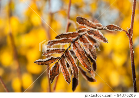 The frozen leaves of rowan at sunny autumn morning 84376209