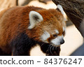 小熊貓 84376247