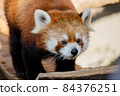 小熊貓 84376251