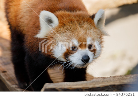 Lesser panda Lesser panda 84376251