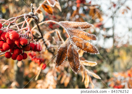 The frozen berries and leaves of rowan at sunny autumn morning The frozen berries and leaves of rowan at sunny autumn morning 84376252
