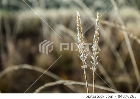 Frozen dry grass at sunny autumn morning. Bokeh effect. 84376263