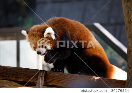 Lesser panda 84376264
