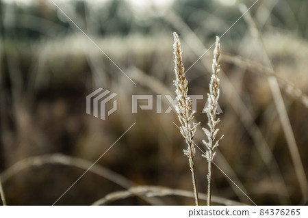Frozen dry grass at sunny autumn morning. Bokeh effect. Frozen dry grass at sunny autumn morning. Bokeh effect. 84376265