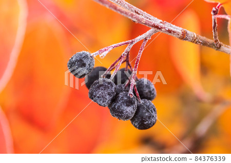 Chokeberry covered with hoarfrost at late autumn. 84376339