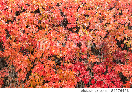 Natural background shapes and textures of Parthenocissus quinquefolia on the wall at autumn 84376498