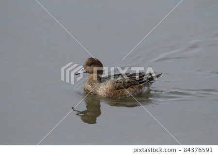 荒尾市大島漁港 Wigeon, 84376591