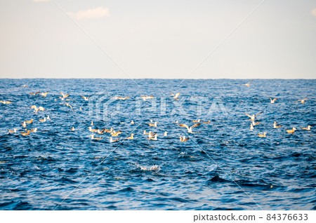 能登附近的一群海鳥（鳥山/石川縣，能登附近/11月拍攝） 84376633
