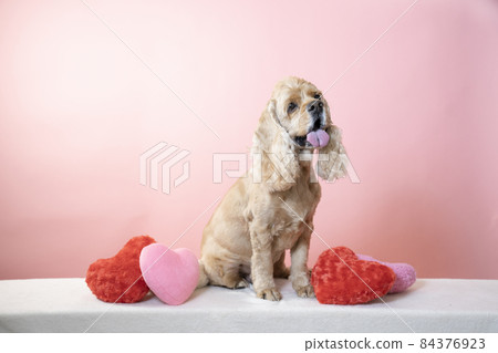 粉紅背心墊和美國可卡犬 84376923