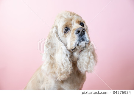 Pink back and American Cocker Spaniel bust up 84376924
