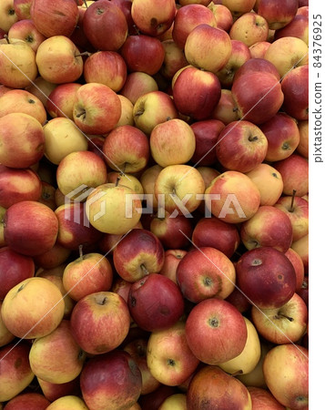 lots of ripe sweet apples for food as a background 84376925