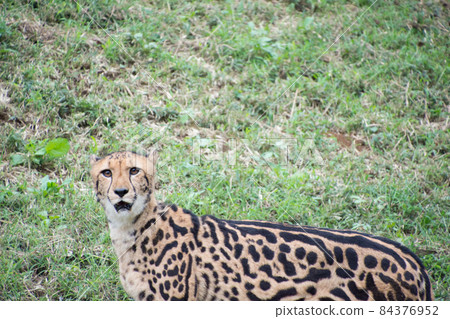 國王獵豹 84376952