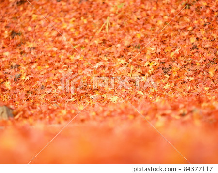 Carpet of autumn leaves, autumn leaves spread on the ground, autumn leaves piled up all over, wallpaper of autumn leaves, Carpet of autumn leaves, autumn leaves spread on the ground, autumn leaves piled up all over, wallpaper of autumn leaves, 84377117